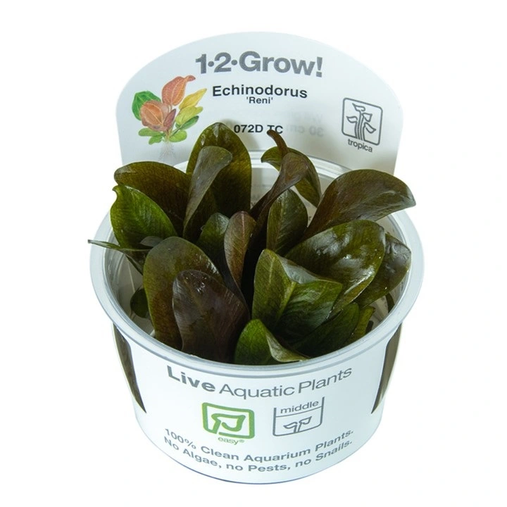 Tropica Echinodorus Reni 1-2-GROW x 3